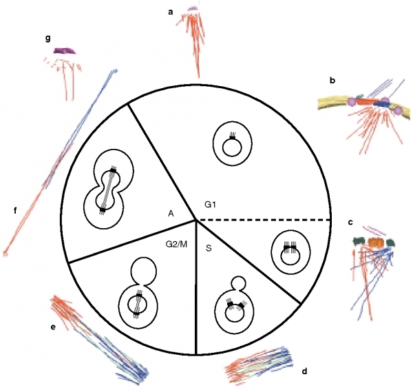 Figure 1 From The Spindle Cycle In Budding Yeast Figure 1 From The Spindle Cycle In Budding Yeast