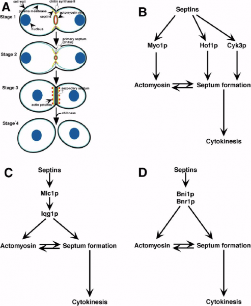 A Model Of Cytokinesis In Budding Yeast (a) A Depiction Of A Model Of Cytokinesis In Budding Yeast (a) A Depiction Of