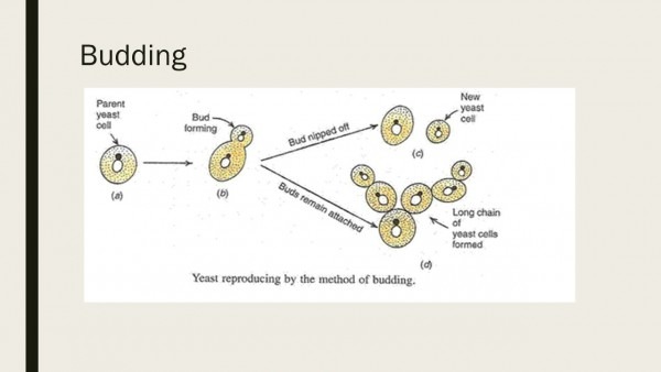 Yeast Morphology And Life Cycle Yeast Morphology And Life Cycle