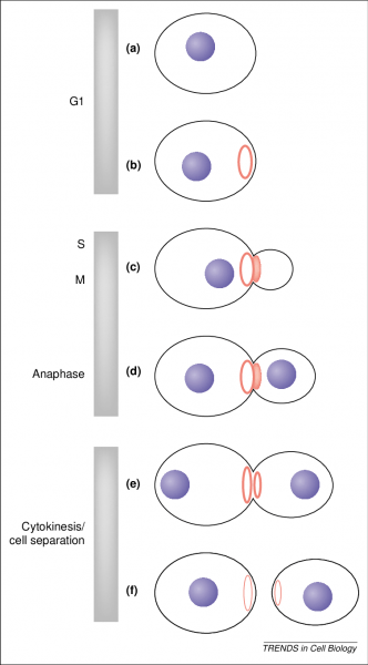 Septin Dynamics In Budding Yeast Early In G1 In Unbudded Cells Septin Dynamics In Budding Yeast Early In G1 In Unbudded Cells