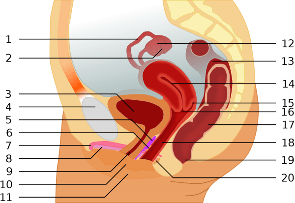 Women's A Spot Diagram - Car Wiring Diagram