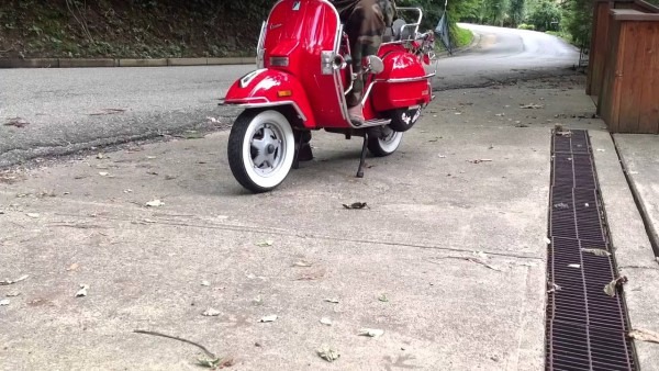 Air Horn On Vespa Px Air Horn On Vespa Px